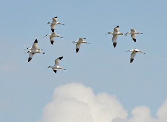 avocets  team flying in the cloudy sky