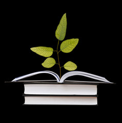 sapling growing from book