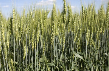 пшеница