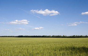 пшеничное поле