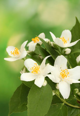 beautiful jasmine flowers with leaves on green background
