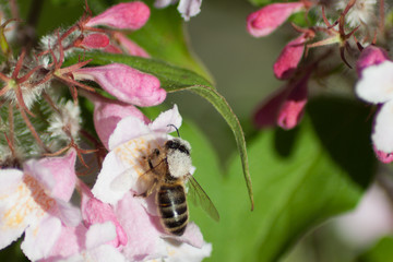 Abeille