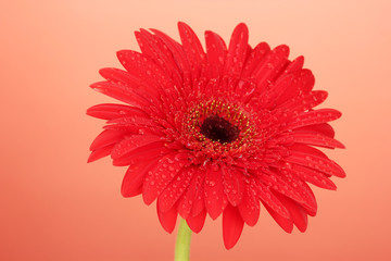 Beautiful red gerbera on red background close-up