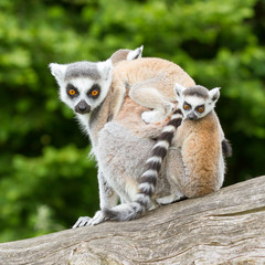 Ring-tailed lemur in captivity