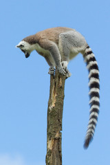 Obraz premium Ring-tailed lemur in a tree