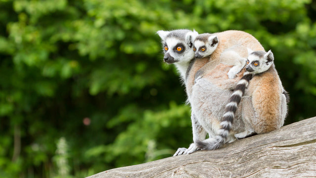 Ring-tailed lemur in captivity
