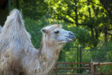 Camel
