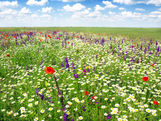 summer flowers landscape - 42483596