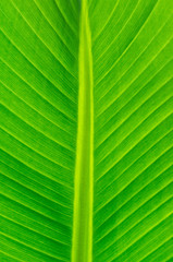Banana Leaf Veins