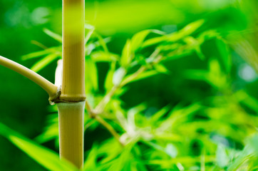 Fototapeta na wymiar Młoda ¯ółty Bamboo