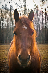 Obraz premium Horse head