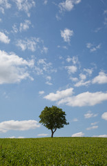 Fototapeta na wymiar Baum mit Wiese II