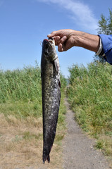Сом в руке рыбака - в рыбацком улове сом © olegpchelov