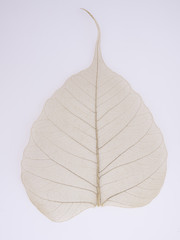Leaf Structure