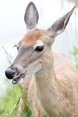 cerf