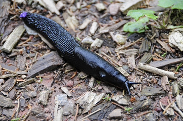 schwarze Wegschnecke