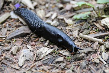 schwarze Wegschnecke