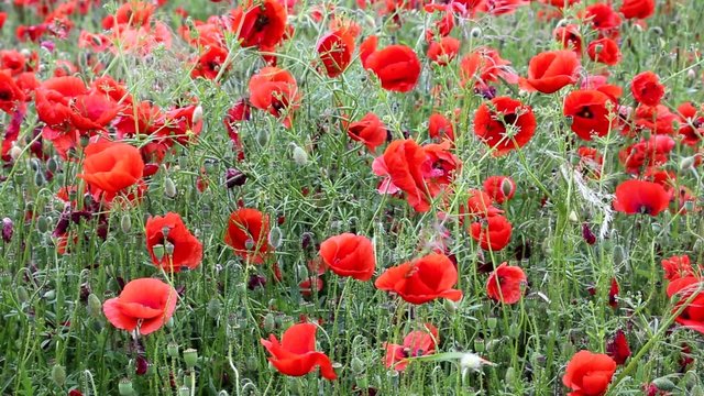 Mohn im Wind