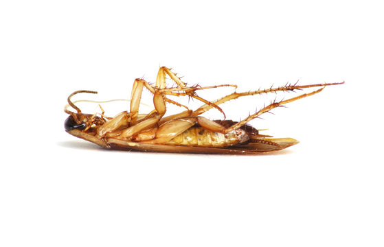 cockroach lying upside down