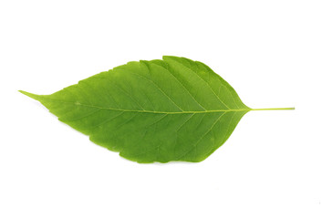 green leaf isolated on white background