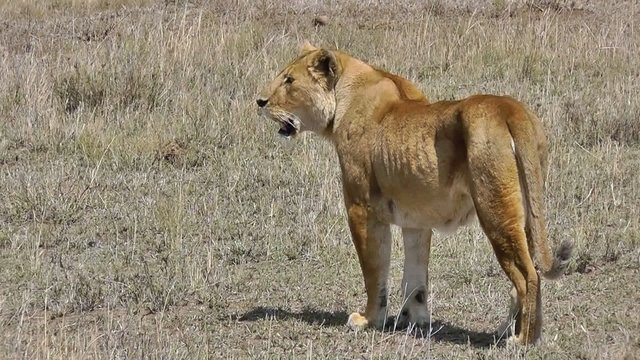Female lion standing in savannah