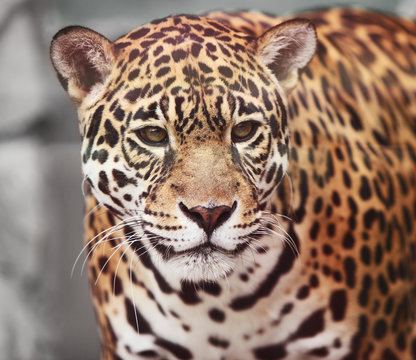 Jaguar - Panthera onca. Portrait  of wild animal