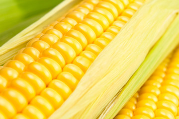 corn