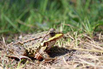Green frog in the grass in the summer