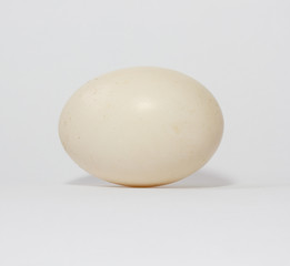 Egg of a duck