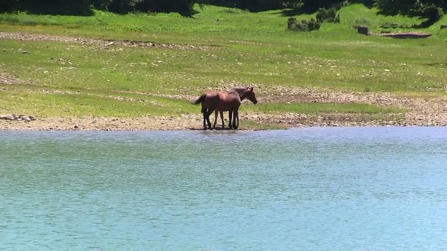 cavalli al pascolo liberi