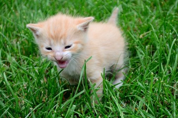 Naklejka na ściany i meble Little sweet kitten playing in the grass