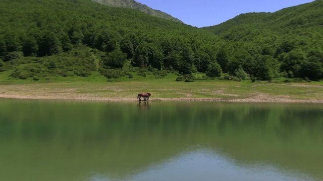 cavalli al pascolo liberi