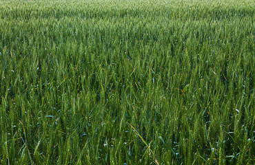 Колосья пшеницы