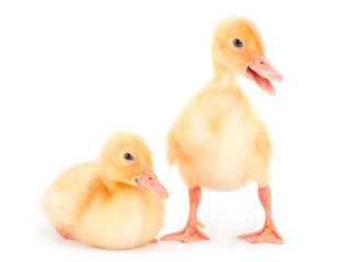 Two yellow duckling