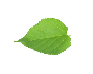 Obraz premium Green leaf of Hibiscus; closeup on white background