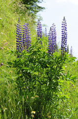 Lupine