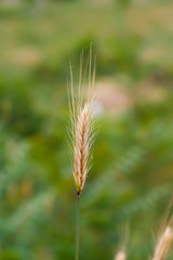 an ear of wheat on a green background