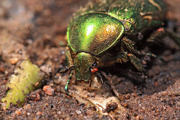 cockchafer on wet sand