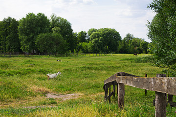 Сельский пейзаж