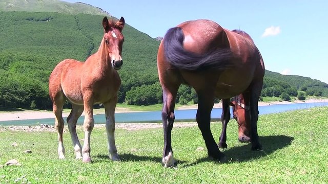cavalli liberi al pascolo