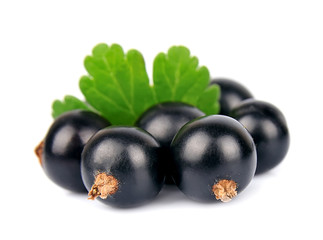 black currant