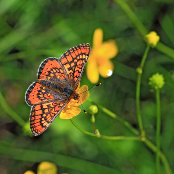 red butterfly on yellow flower