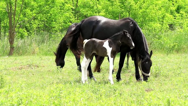 Horse family in the pasture