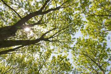 Trees from below