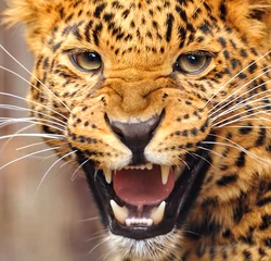 Gardinen Leopardenporträt © kyslynskyy