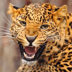 Deurstickers Leopard portrait © kyslynskyy