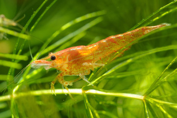 Red cherry shrimp on the twig