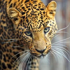 Fotobehang Panter Leopard portrait