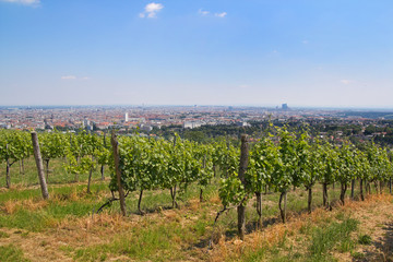 Fototapeta na wymiar Widok na Wiedeń z winorośli