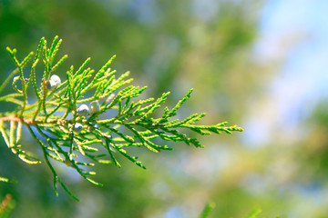 thuja branch